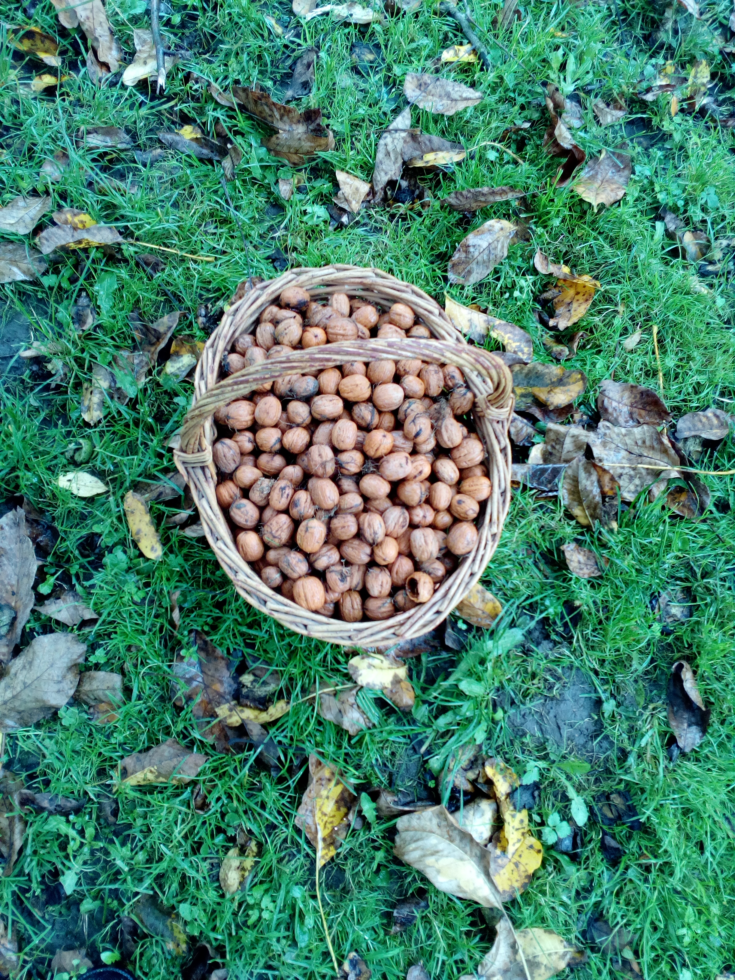 prodej vlašských ořechů 